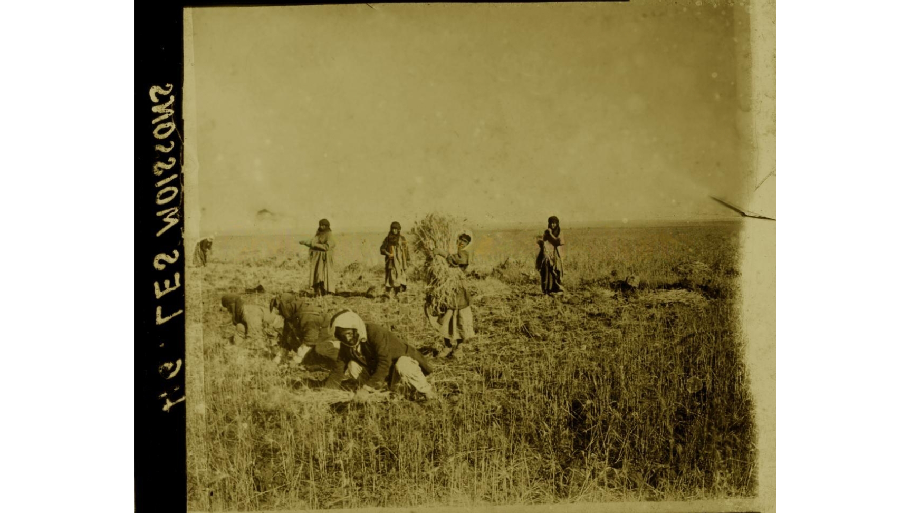 صورة لحصاد القمح في عام 1926م-جبل العرب