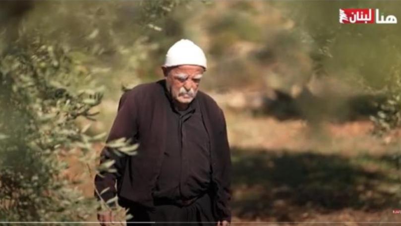 بالفيديو: موسم قطاف الزيتون في لبنان