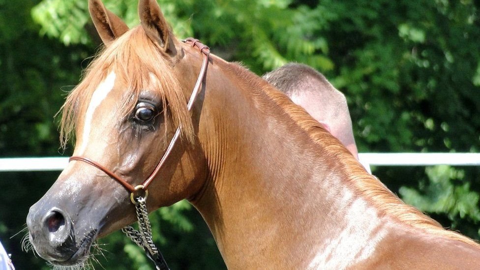 قضاء الخيل في جبل العرب